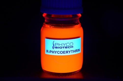 Visuel dePHYCOÉRYTHRINE-R Phycobiliprotéines