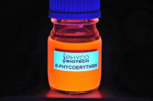 PHYCOÉRYTHRINE-B